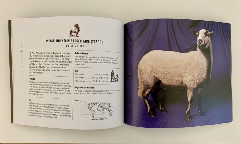 Welsh Mountain Bader Face. Picture of 52-53pp. from "Beautiful Sheep" by Kathryn Dun, Ivy Press 2020. 