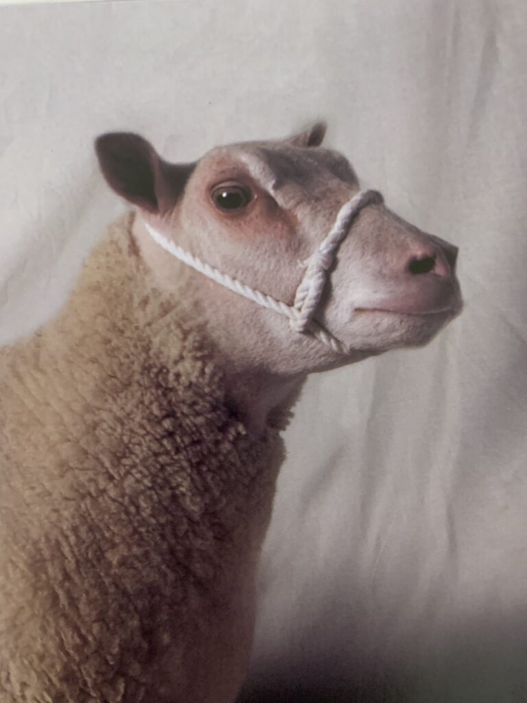 Charmoise. Picture of 90 p from "Beautiful Sheep" by Kathryn Dun, Ivy Press 2020. 