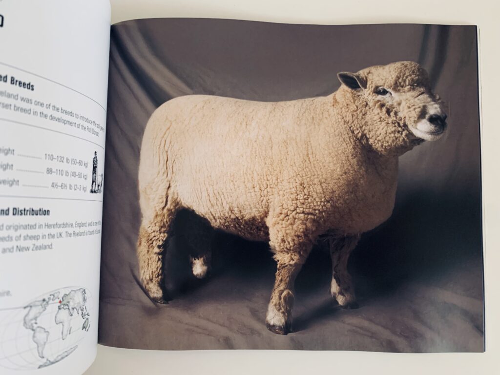 Ryeland. Picture of 73p from "Beautiful Sheep" by Kathryn Dun, Ivy Press 2020. 