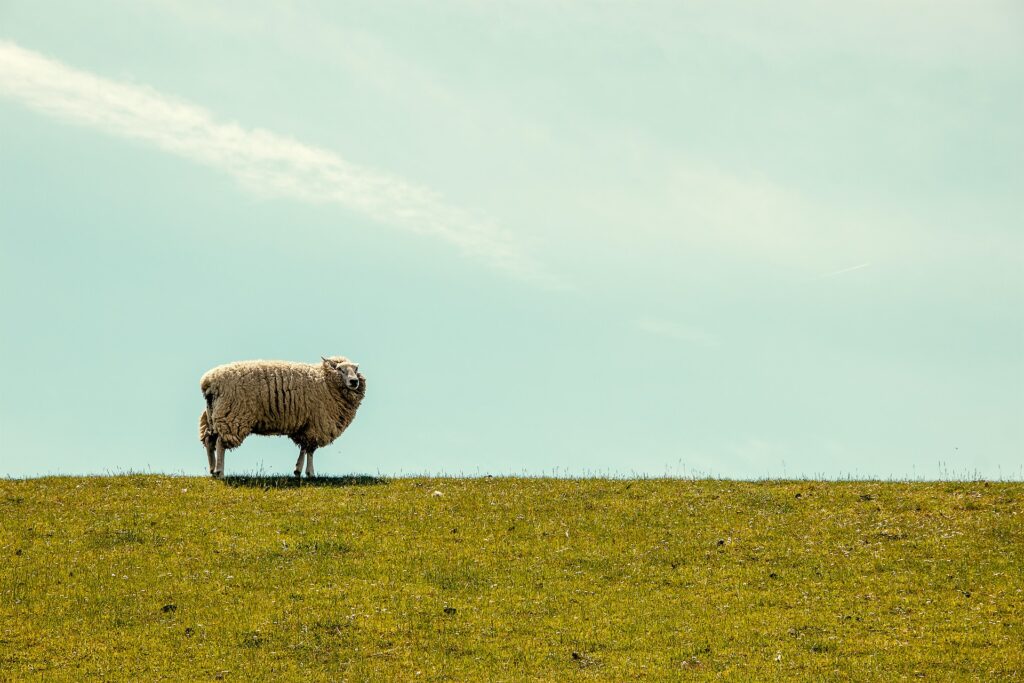 a sheep standing top of the hill