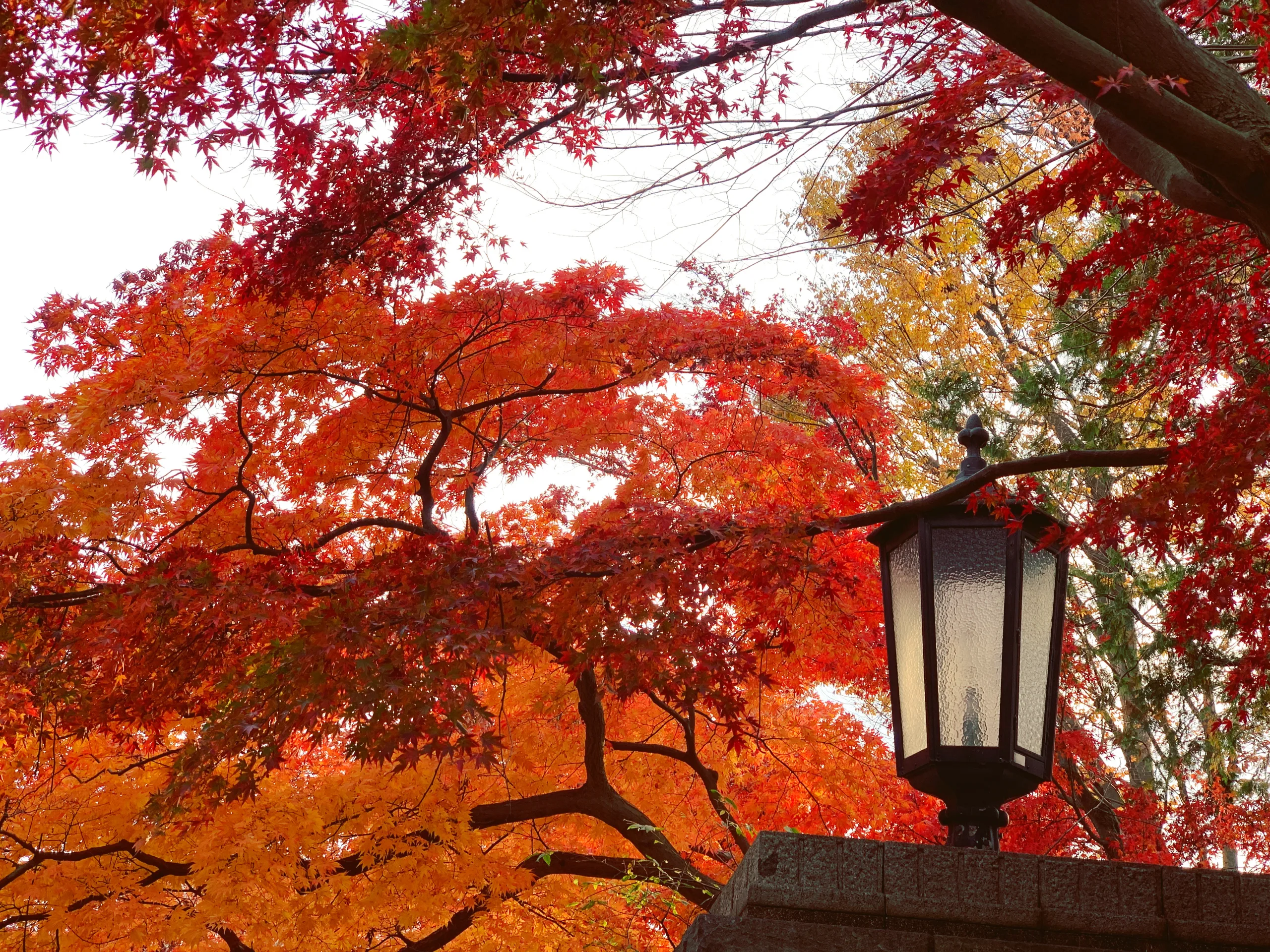 多磨霊園の紅葉