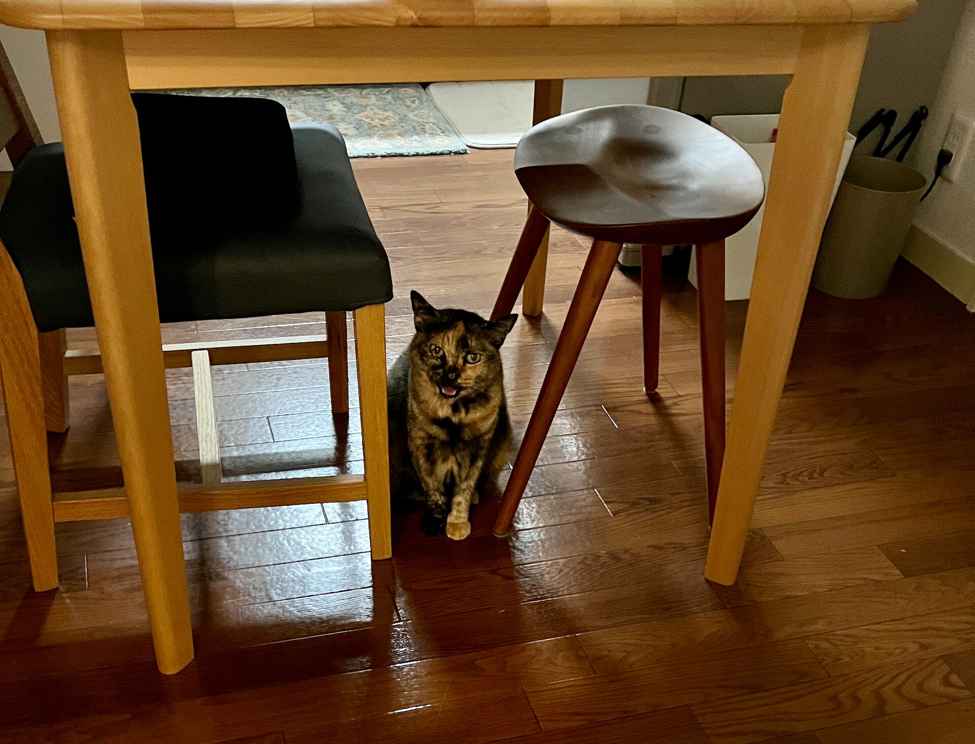 椅子の間からおやつをねだるさび猫の画像